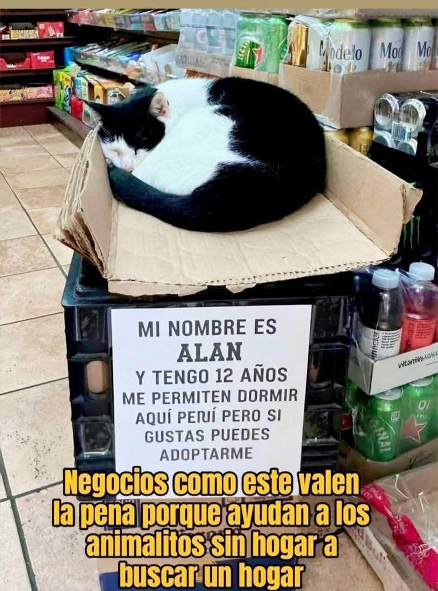 ANIMALITOS SANADORES tweet media
