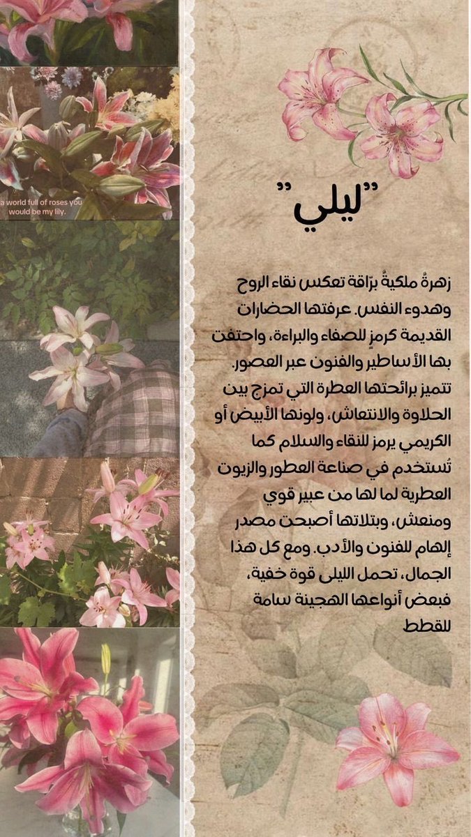 ___iip7's tweet photo. مغرمه جداً بهذهِ الورده 🌷 https://t.co/nGg5U0L3c7