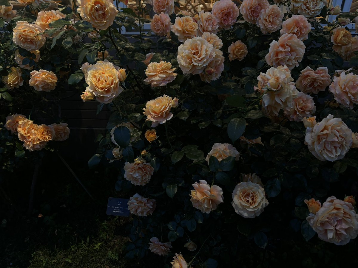 salami907's tweet photo. わたし的に、晴れてる日で日差しが入ってくる時間帯はお花も超盛れるけど
暗くなってくるとちょっと盛れ度は落ちるから、
日が落ちてきたら逆に明るさをもっと下げて撮影してる
勝手に高級感出る🪄🪞 https://t.co/MLJFwK8rbx