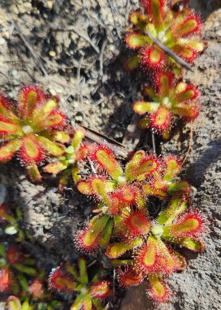 jess_coombs's tweet photo. @TamiMagnin I see your gorgeous King Protea and raise you this rare carnivorous plant on the banks of a stream in the Overberg. https://t.co/WH8CHZIeav