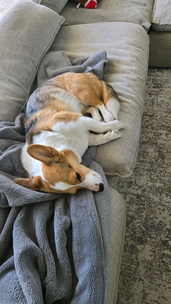 Pupsker tweet media