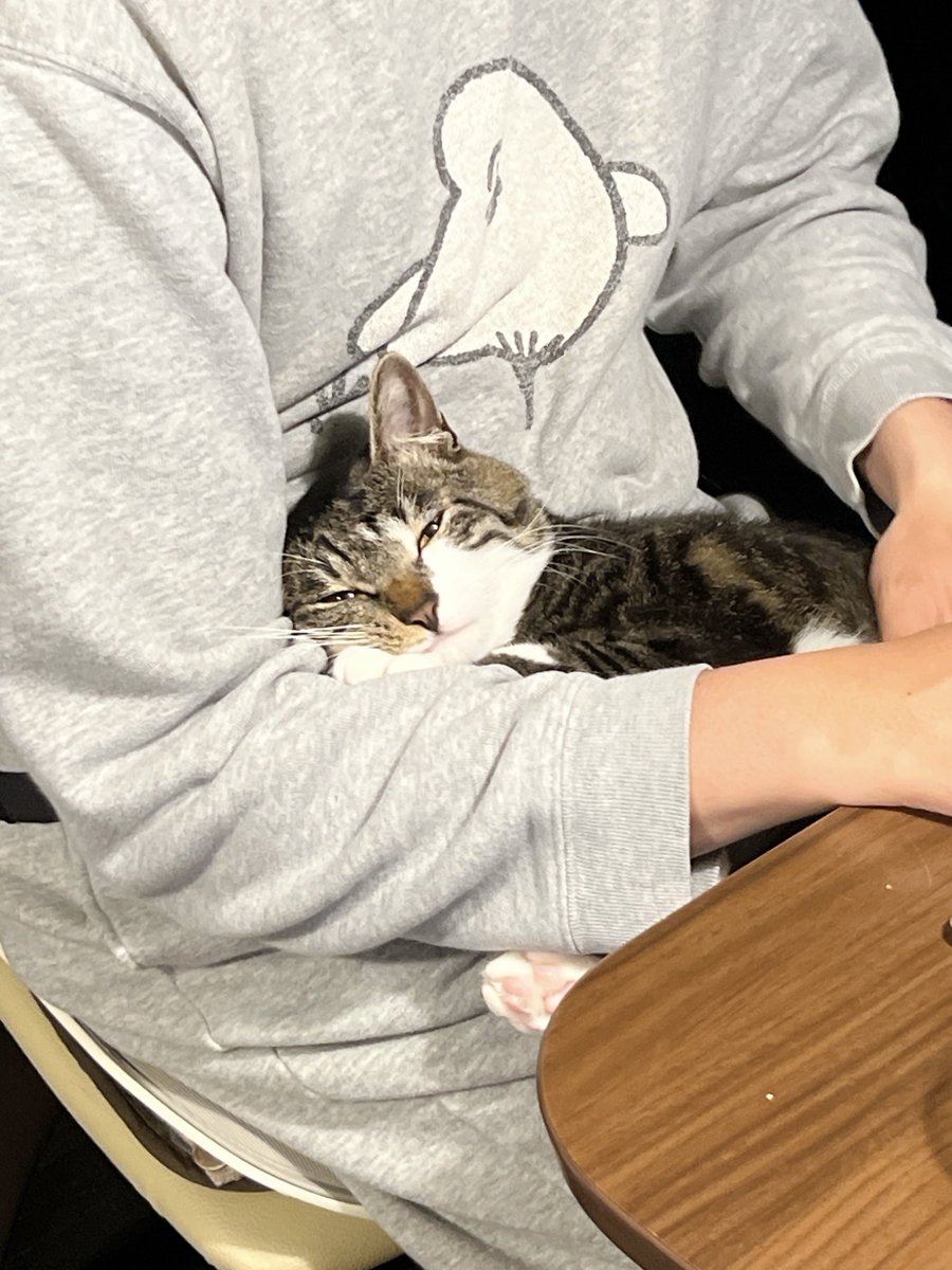 🐈🐈 tweet media