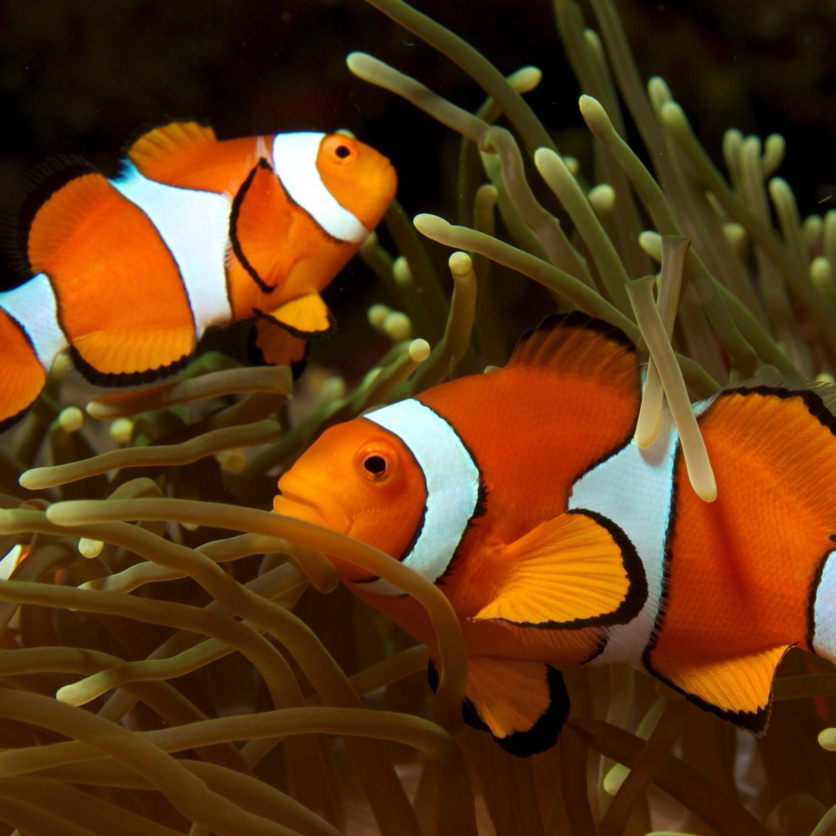 Neural Space tweet media