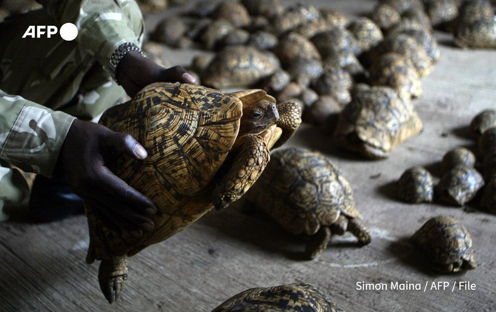 AFP's tweet photo. Kenya's wildlife trade has expanded sharply over the past decade, with a tenfold rise in the number of captive-bred reptiles exported as exotic pets, World Animal Protection report says.

Although the trade is legal, 77% of traded species have seen their populations decline in the wild

https://t.co/XgIfQV8DYZ