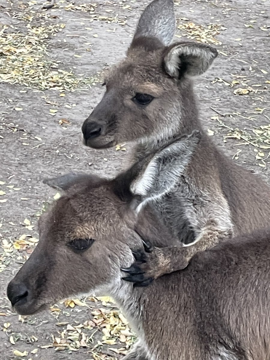 Kanga tweet media