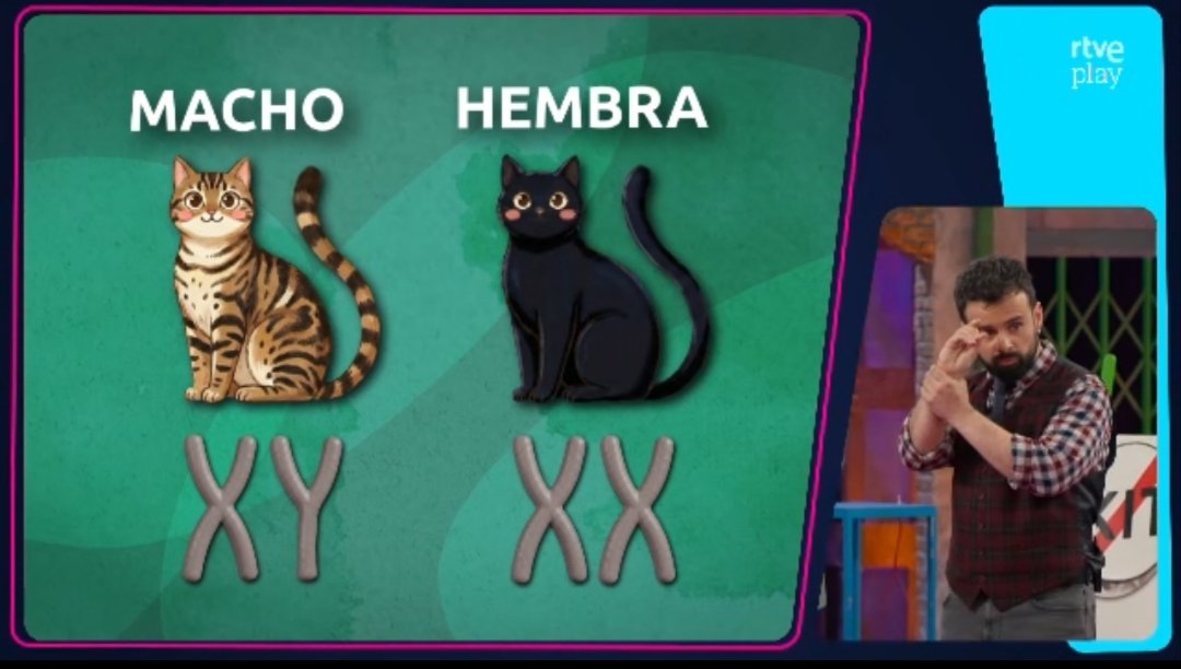 nometoqueslosov's tweet photo. Por fin en #OrbitaLaika se atreven a hablar de biología y genética. Aunque sea en gatos (en humanos es igual) #ElSexoEsInmutable
Para todo lo demás MasterCard, victimización y bullying contra las mujeres. https://t.co/Lwg0n7gbkQ