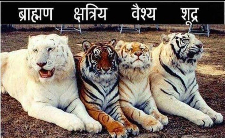 Sheetal Chopra 🇮🇳 tweet media