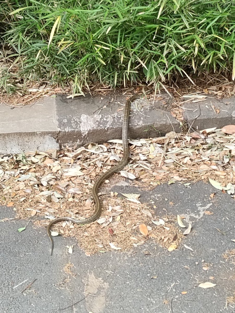 professorrats's tweet photo. キャンパス内にあるネズミ達の根城へ、ヘビが入っていった。ヘビはネズミの天敵だし、どうなるネズミたち🐭!?いや、その前にこんなヘビがいることにもびっくり https://t.co/L3PqC5PdEY