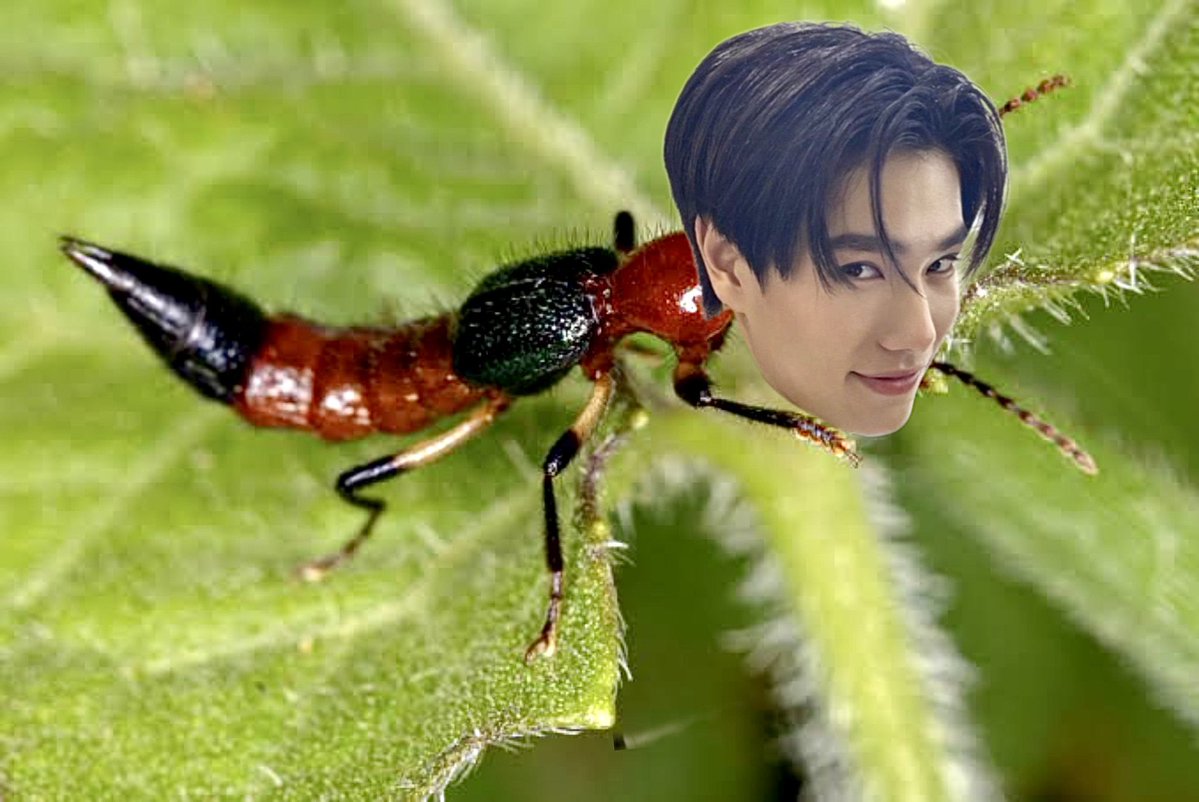 ก๊อปปี้วีนัส tweet media