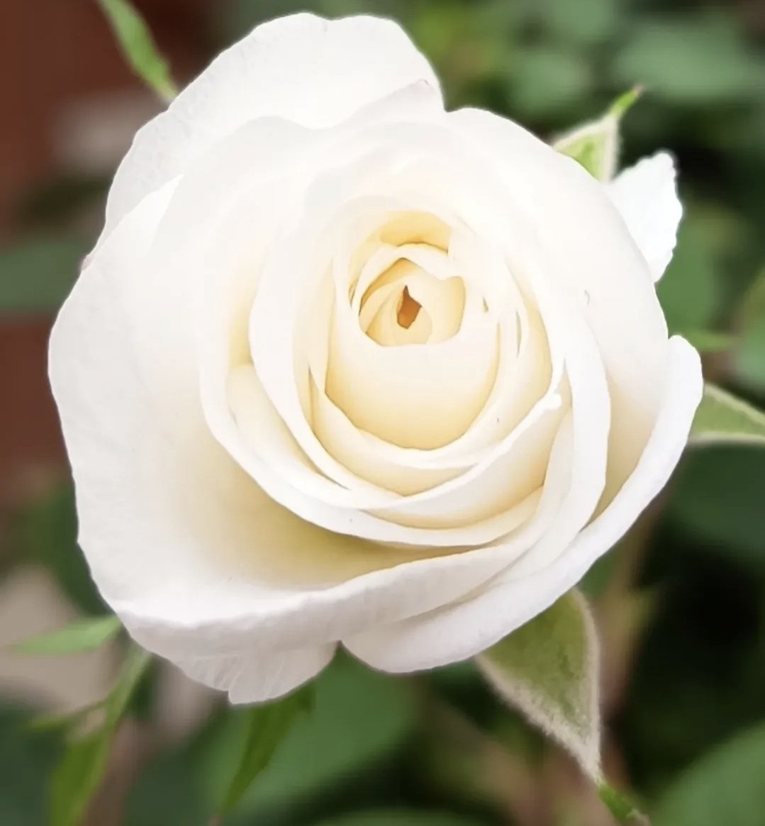 Marga 🌺🌸⚘🌹🌻🌼🌷🏵🥀💐 tweet media