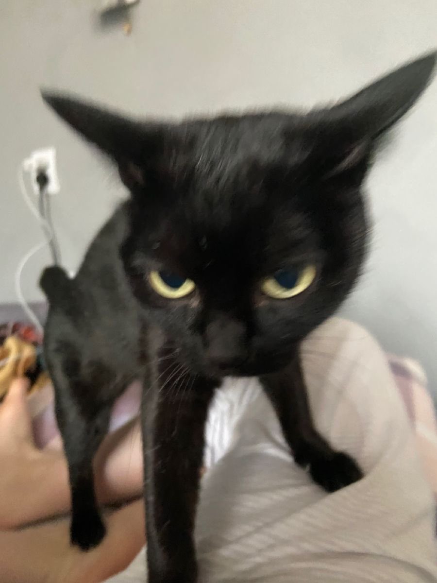 Black cats are not bad luck tweet media