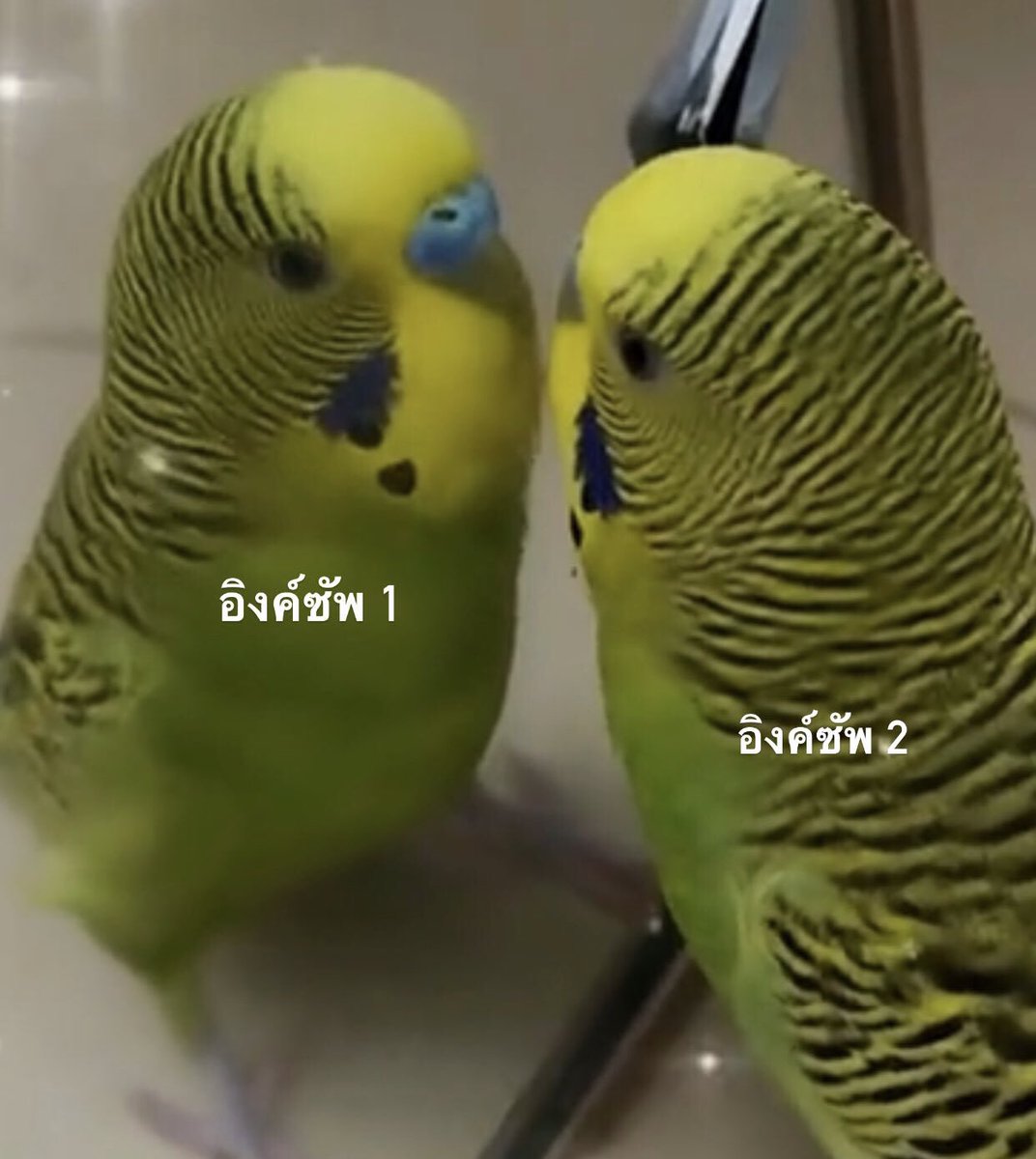 Ing Asavanund Supp ( slow ) tweet media