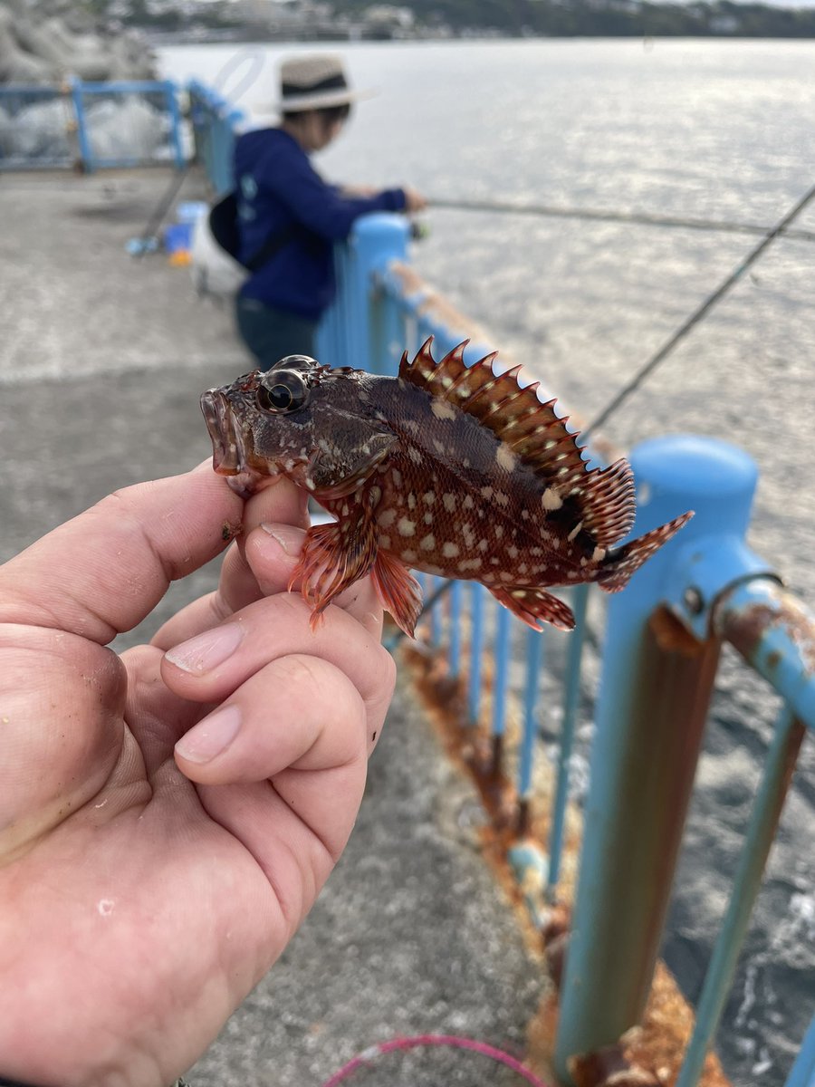 amaneanima1's tweet photo. 先日湯河原にて釣れた小魚たち
写真2枚目はキタマクラ
フグ毒があり食べたら死にます https://t.co/7XvkZOm9vJ