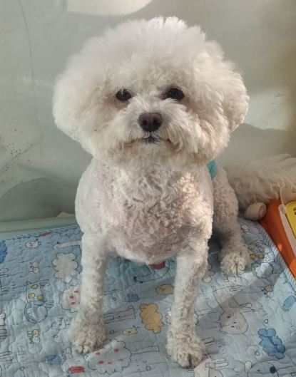 오늘의 강아지 추천 tweet media
