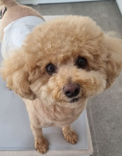 오늘의 강아지 추천 tweet media