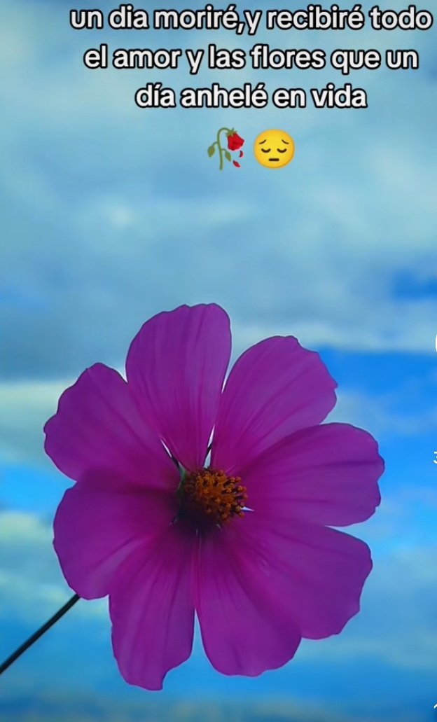 Aryssa Roca tweet media