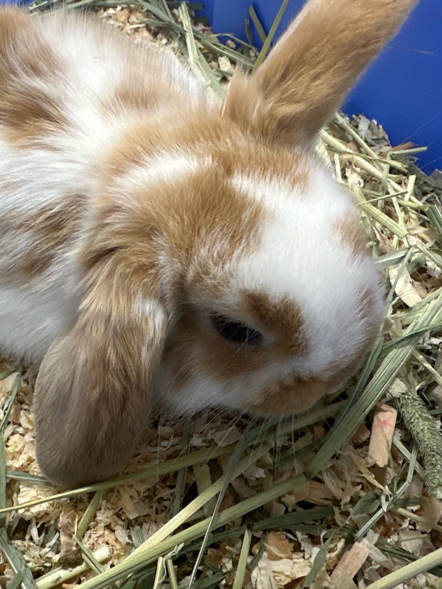 ロップイヤー #ミニホト ウサギ入荷です！！🐰