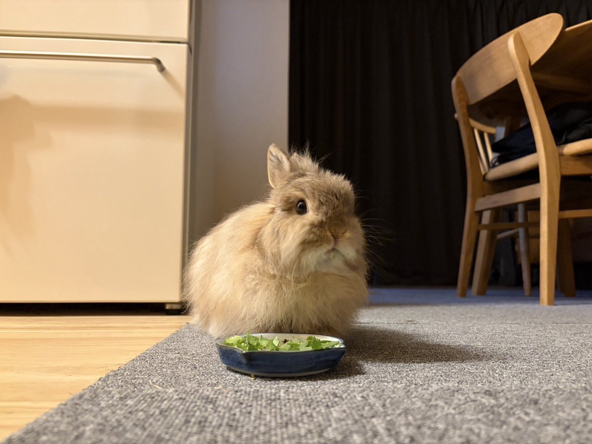 うさことはむこ tweet media