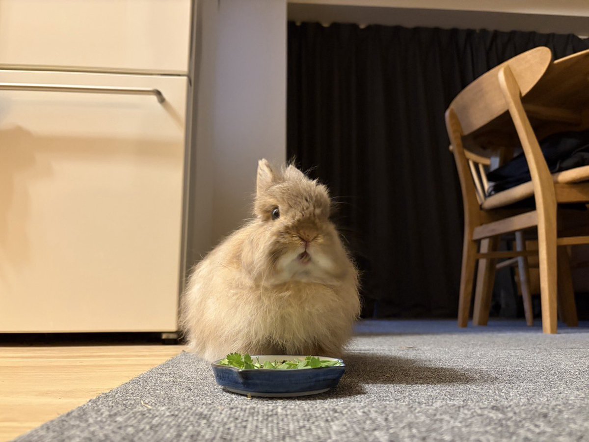 うさことはむこ tweet media