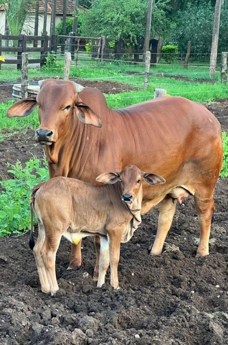 AGRONOMME 🇷🇼 tweet media