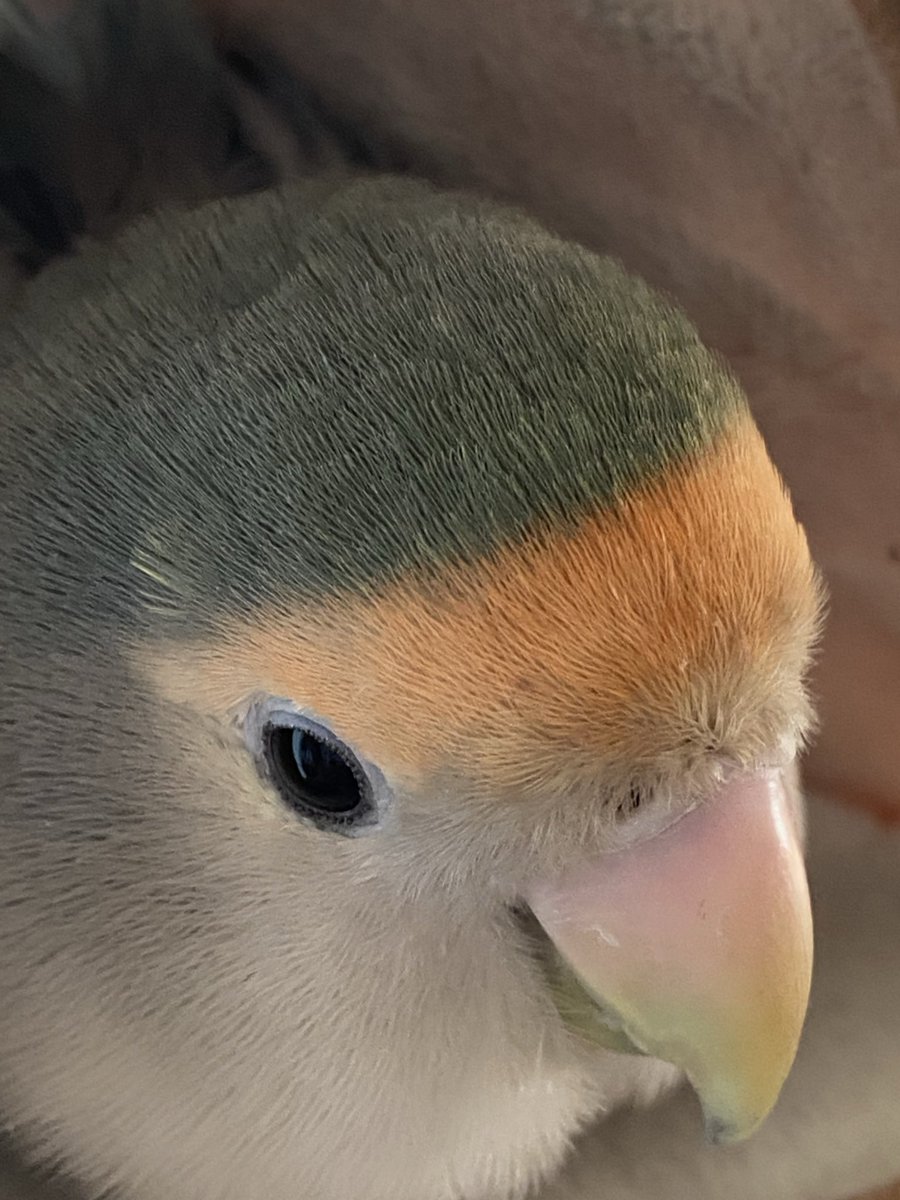 こまちえんじぇる tweet media