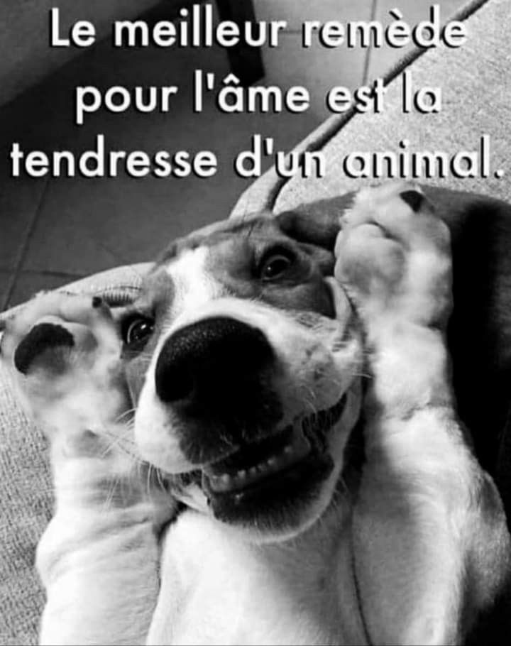 💙🤍❤️Choupie 😸 tweet media