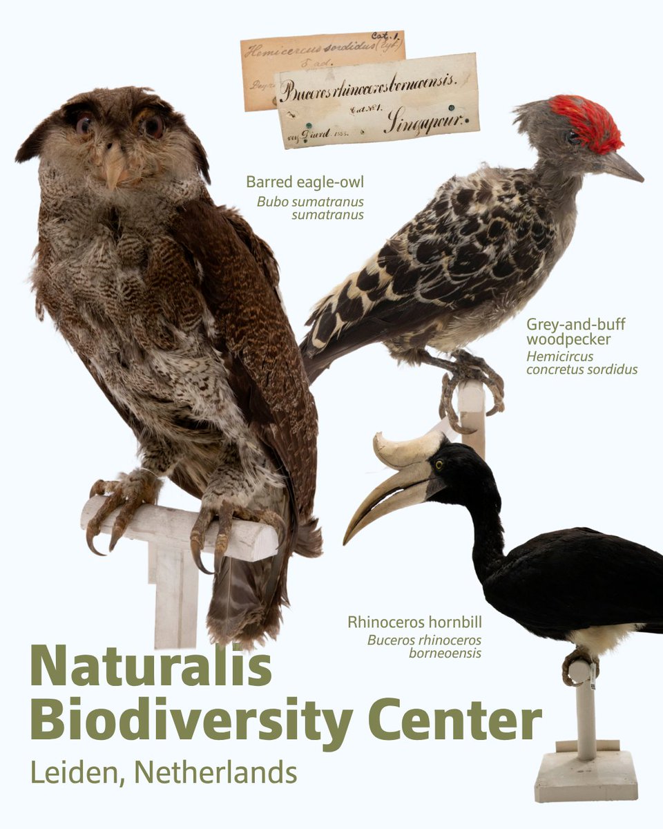 lkcnhm's tweet photo. This #InternationalMuseumDay, we spotlight @SIGNIFYnathist, pioneered by #LKCNHM in digitising Singapore’s historical specimens housed in museums worldwide. From scattered specimens to shared stories, SIGNIFY shows how museums can truly reconnect what history has divided. https://t.co/Wxfb8aeZUe