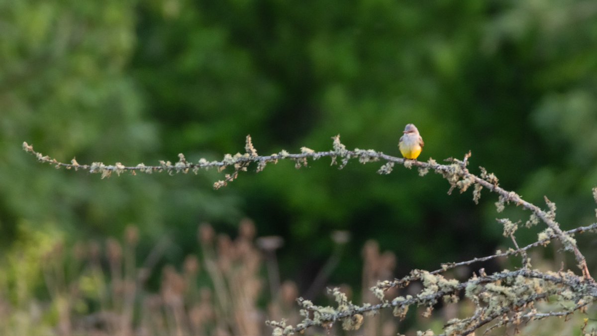 bird on stick 𓅣𓅃 tweet media