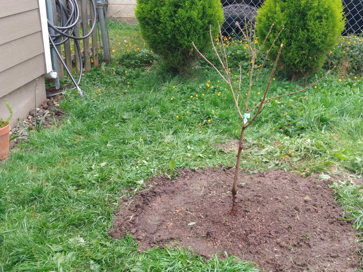 CrystalDawn0109's tweet photo. @keeper_of_books Good morning Adam! It was tiny trunk Thursday here 😁 and I planted this  white nectarine! https://t.co/lsPeMZP7Yx