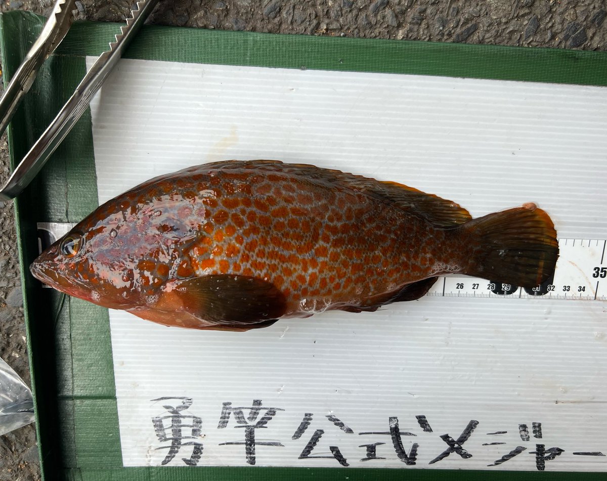 勇竿釣具店 tweet media