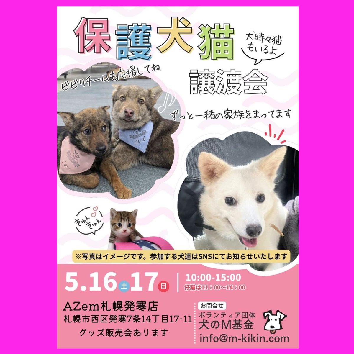 mkikin1's tweet photo. 📣 5/16・17(土日)は保護犬猫譲渡会📣

\参加メンバーご紹介①/

AZem札幌発寒店譲渡会に会いに来てねー💖
by保護犬猫メンバーず🐾

🍀日程はポスターをご覧ください

🍀詳しくはコチラ↓
https://t.co/dfDioKabEc

#譲渡会 #里親 #仔犬 #幼犬 #子猫 
#成犬 #雑種 
#AZem札幌発寒店
#保護犬 https://t.co/oongpirAED