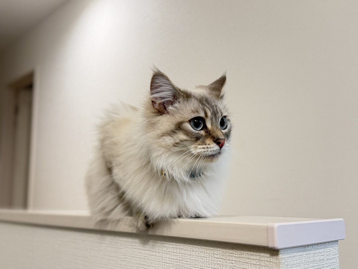 Pox122712's tweet photo. にゃんっ🐱 https://t.co/RWp5stu3Fq