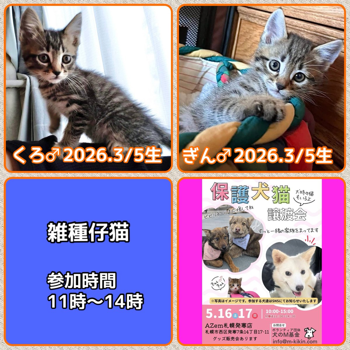mkikin1's tweet photo. 📣 5/16・17(土日)は保護犬猫譲渡会📣

\参加メンバーご紹介②/

AZem札幌発寒店譲渡会に会いに来てねー💖
by保護犬猫メンバーず🐾

🍀日程はポスターをご覧ください

🍀詳しくはコチラ↓
https://t.co/dB2Tml8OXS…

#譲渡会 #里親 #仔犬 #幼犬 #子猫 
#成犬 #雑種 
#AZem札幌発寒店
#保護犬 https://t.co/7H8ZoJFmV8