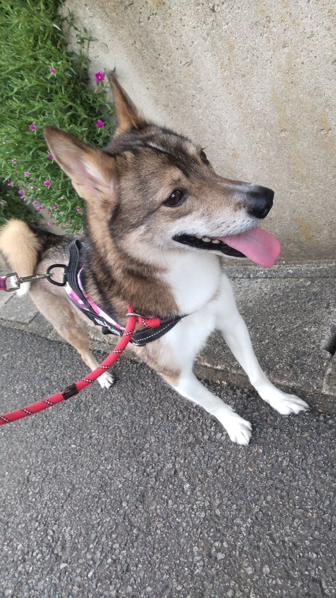 slamieho's tweet photo. 基本に戻るんやで😆
基本が大事や🐶 https://t.co/VlPNYHafNL