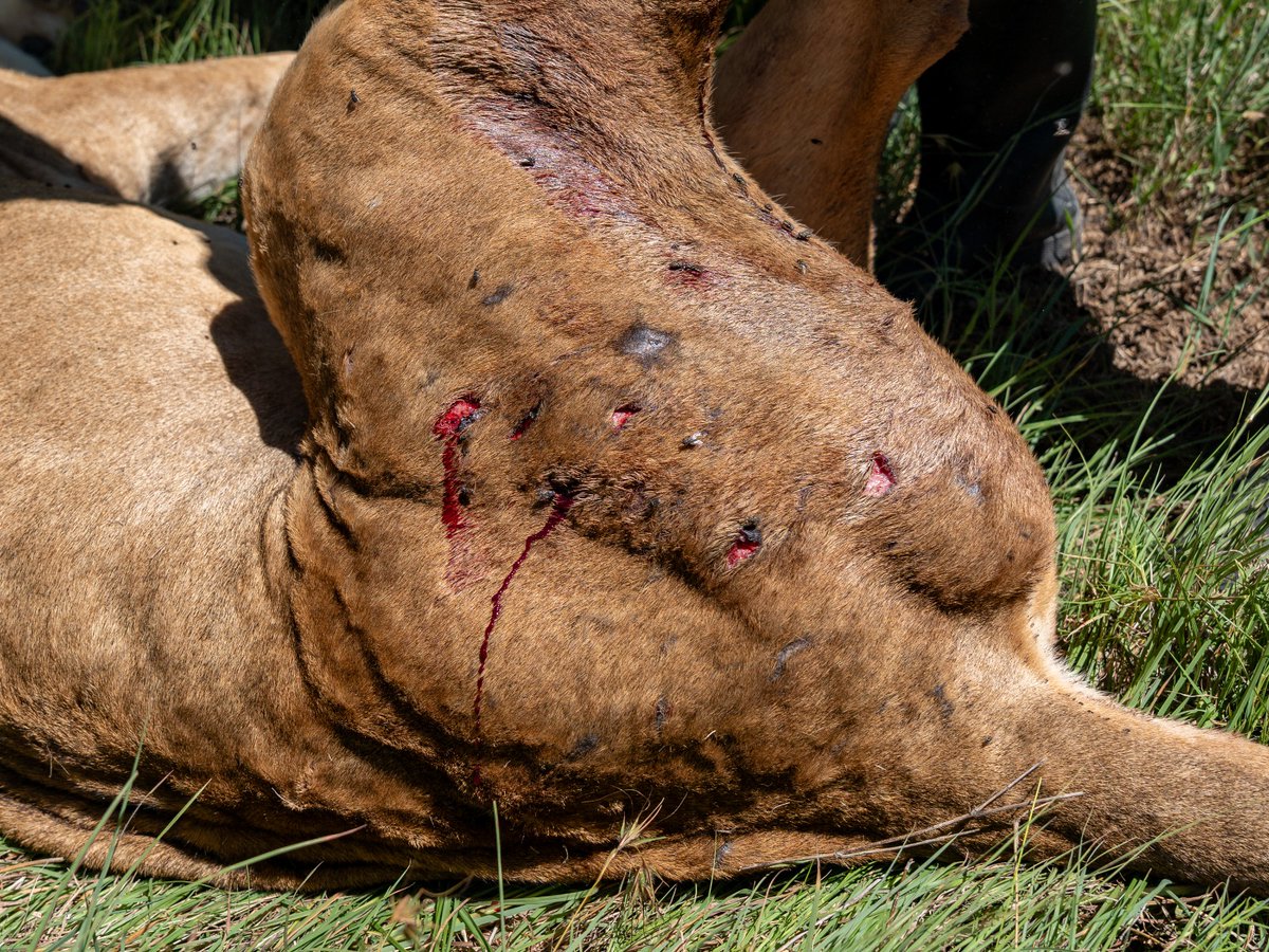 Kenya Wildlife Service tweet media