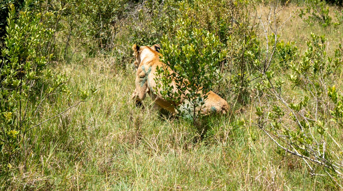 Kenya Wildlife Service tweet media