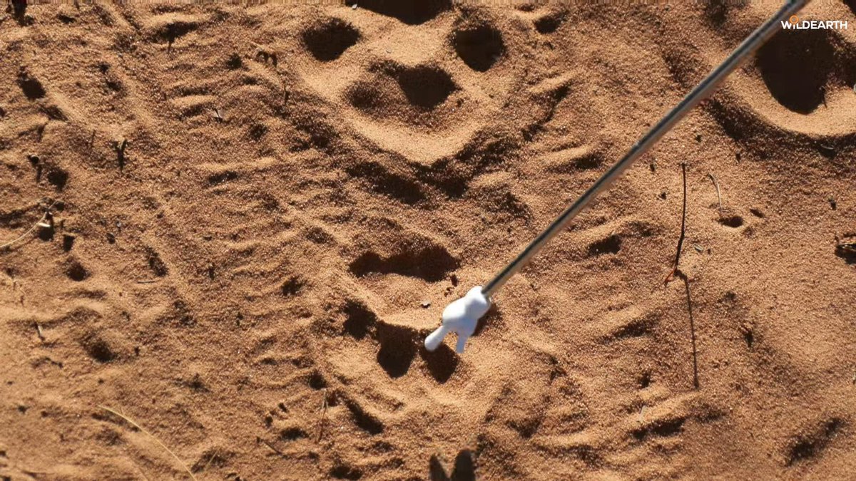 WildEarth tweet media