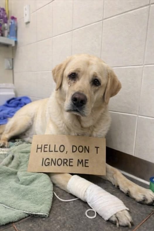 Popularpuppies © tweet media