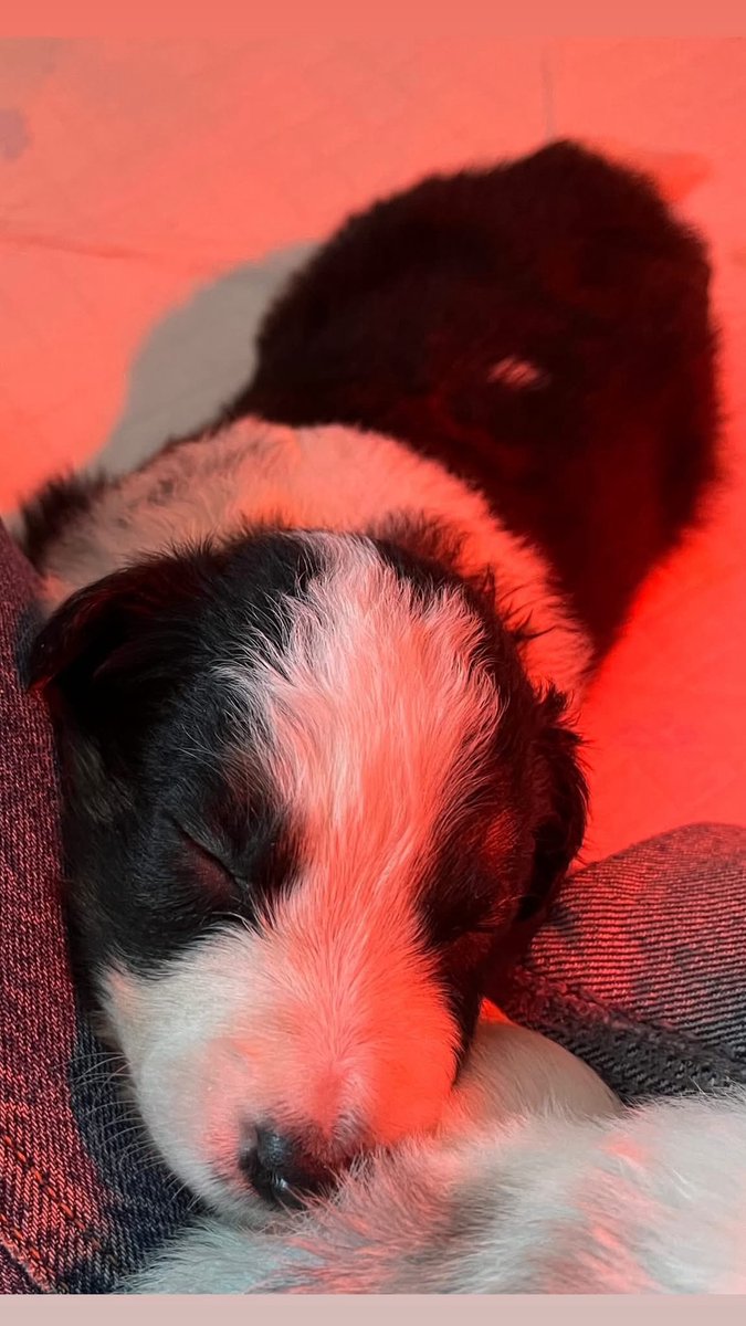 Puppy Bess and Auntie Kes tweet media