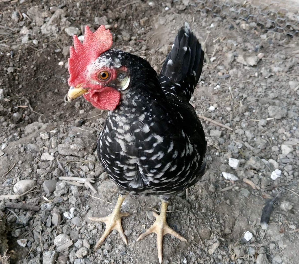 🏳️⚧️🤼♀️ rooster booster tweet media