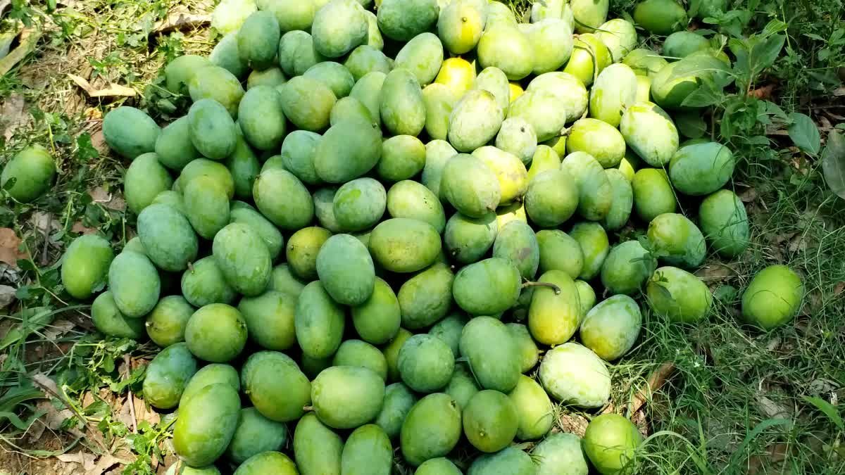 TurtleTrader26's tweet photo. @sudheep8531 Nothing beats Langra (Malda in Bihar/WB) when it comes to taste. 

Unfortunately, multiple hailstorms this season have badly affected the crop, so supply is likely to stay low. https://t.co/8zypMib5du