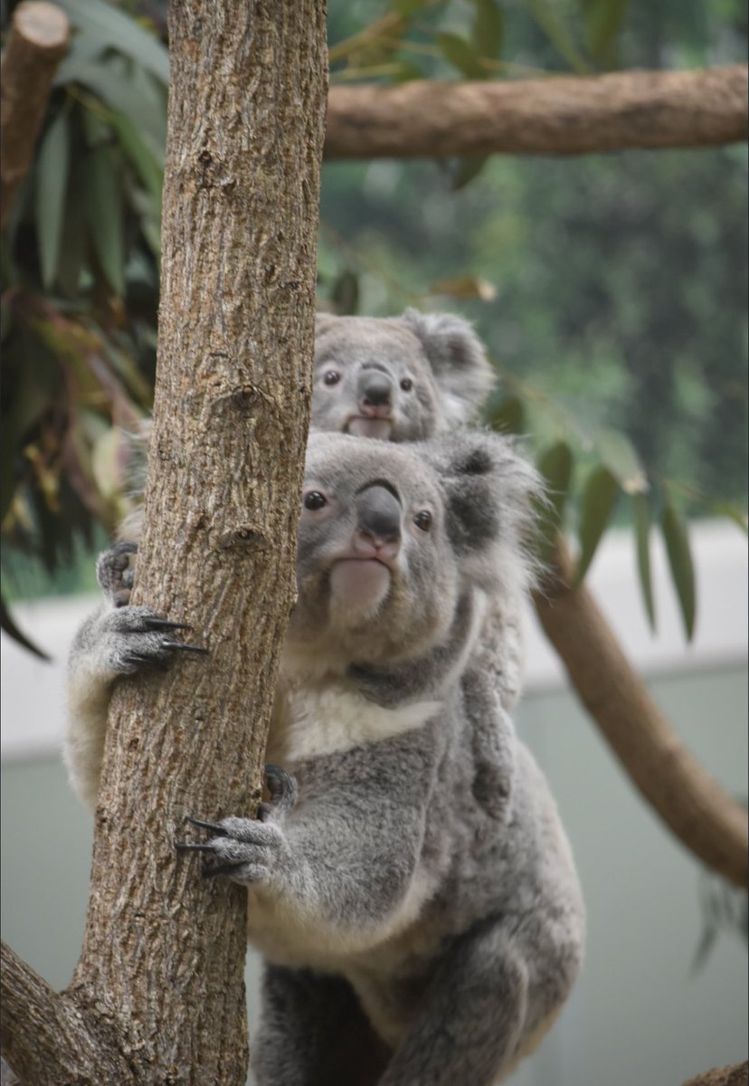 きん🌟🐨🫘 tweet media