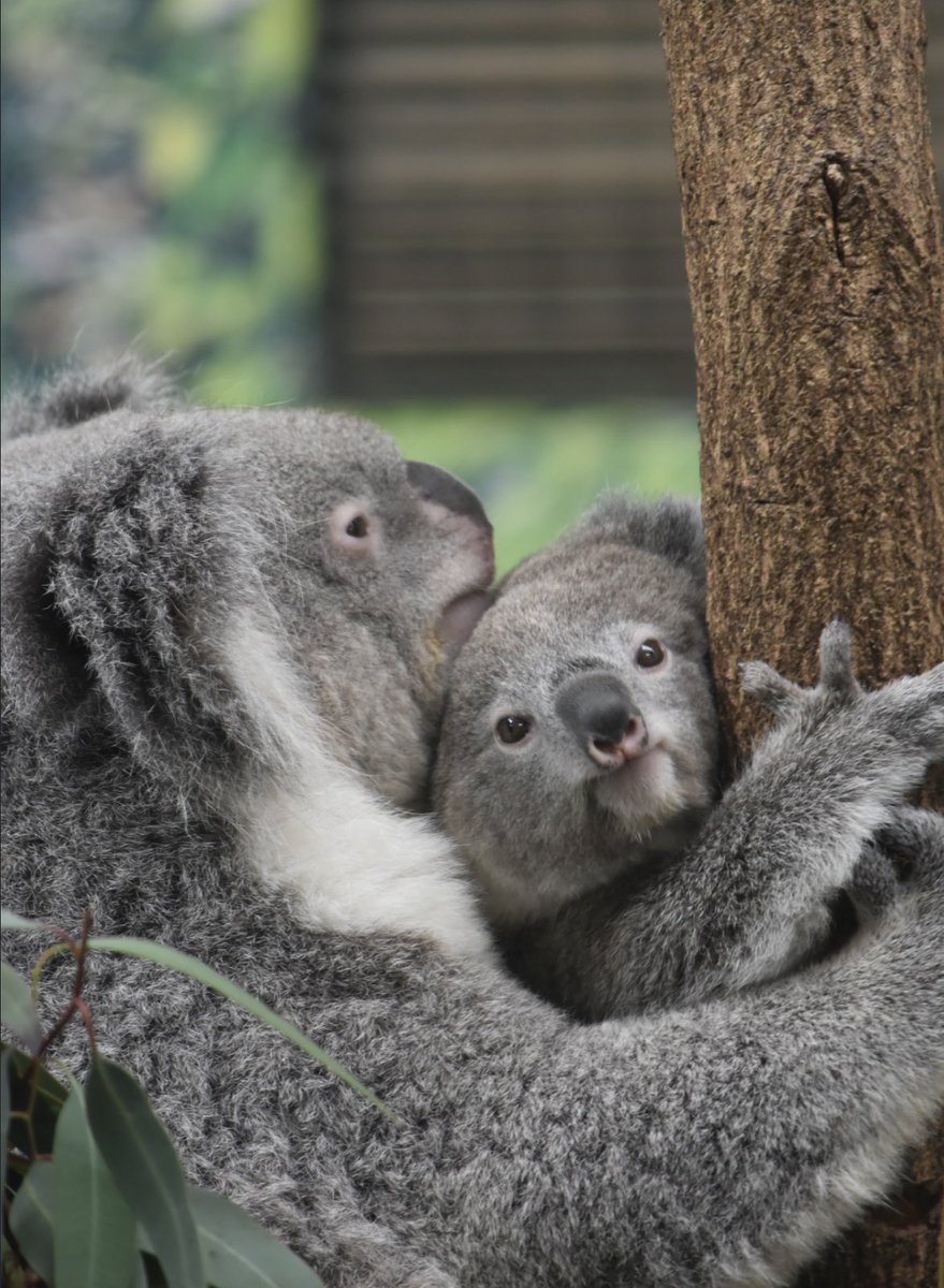 きん🌟🐨🫘 tweet media