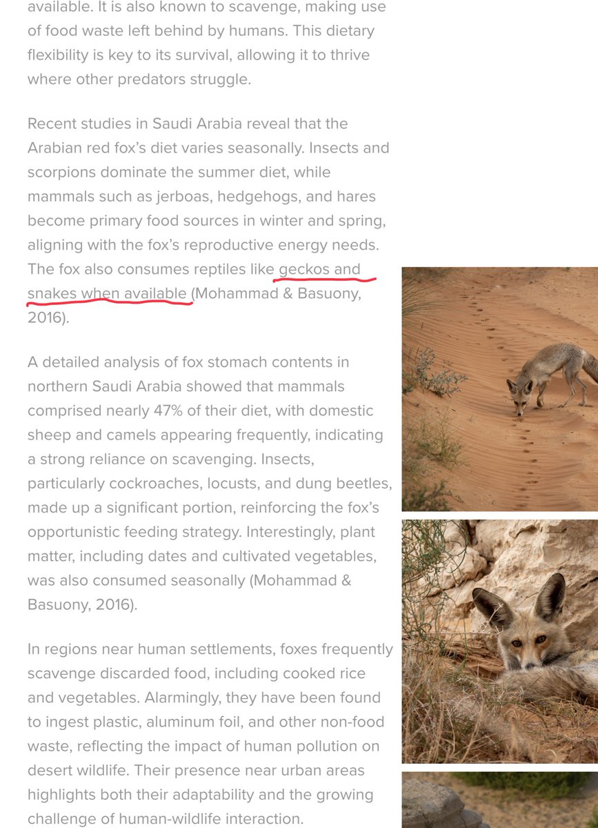 alsuwaidi_ae's tweet photo. الثعلب الأحمر العربي او Arabian red fox
Vulpes vulpes arabica
المحلي - الحصني او الحصيني 

الثعلب الأحمر العربي اصغر ويعيش في كل البيئات في المناطق العربية 
يكثر نشاطها ليلا تتغذى الثدييات الصغيرة و القوارض و والحشرات ومنها العقرب  وايضاً الثعابين ان استطاعت

صارن 5  تحت حمايتنا https://t.co/OQ5X8t6MfK