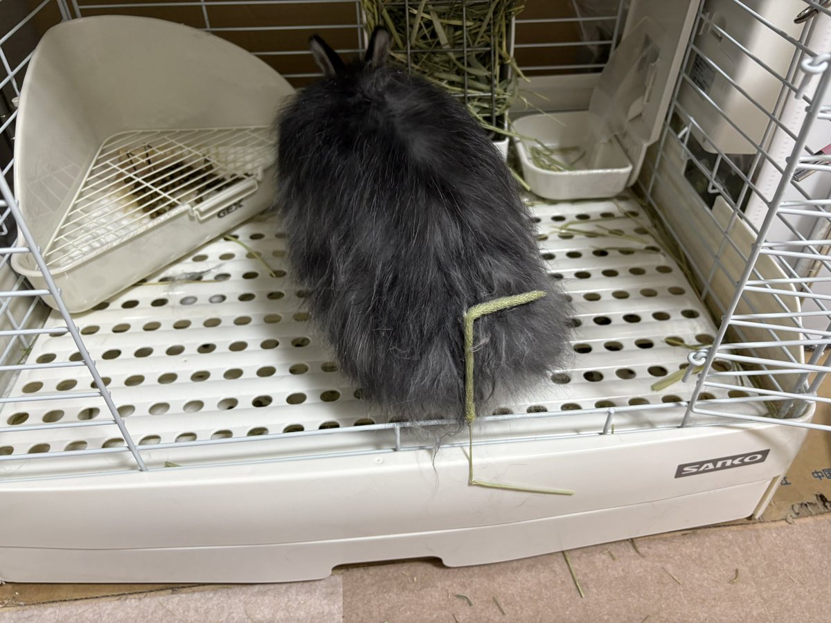 うにちゃん🐰 tweet media