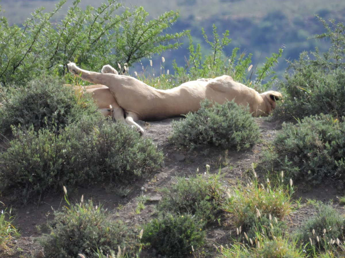 SANParks Karoo tweet media