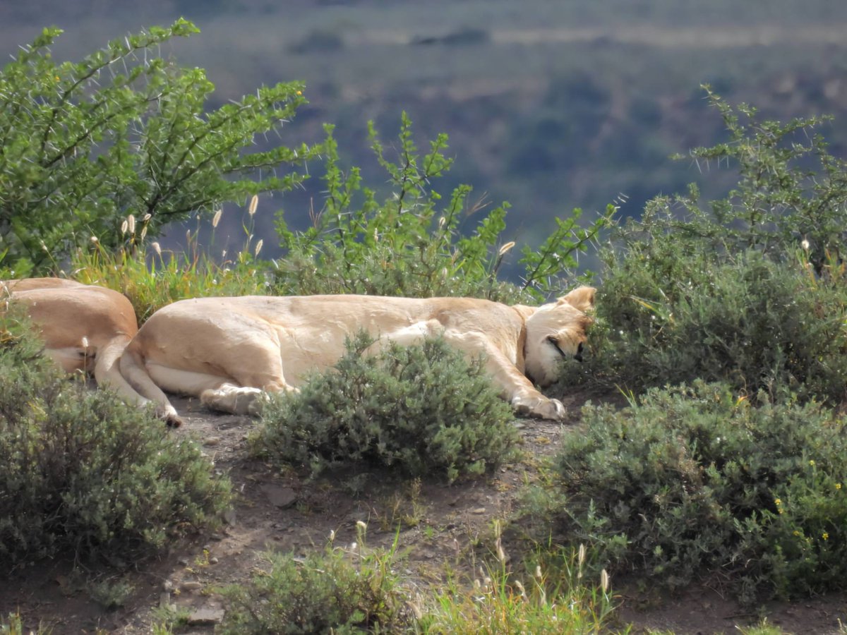 SANParks Karoo tweet media