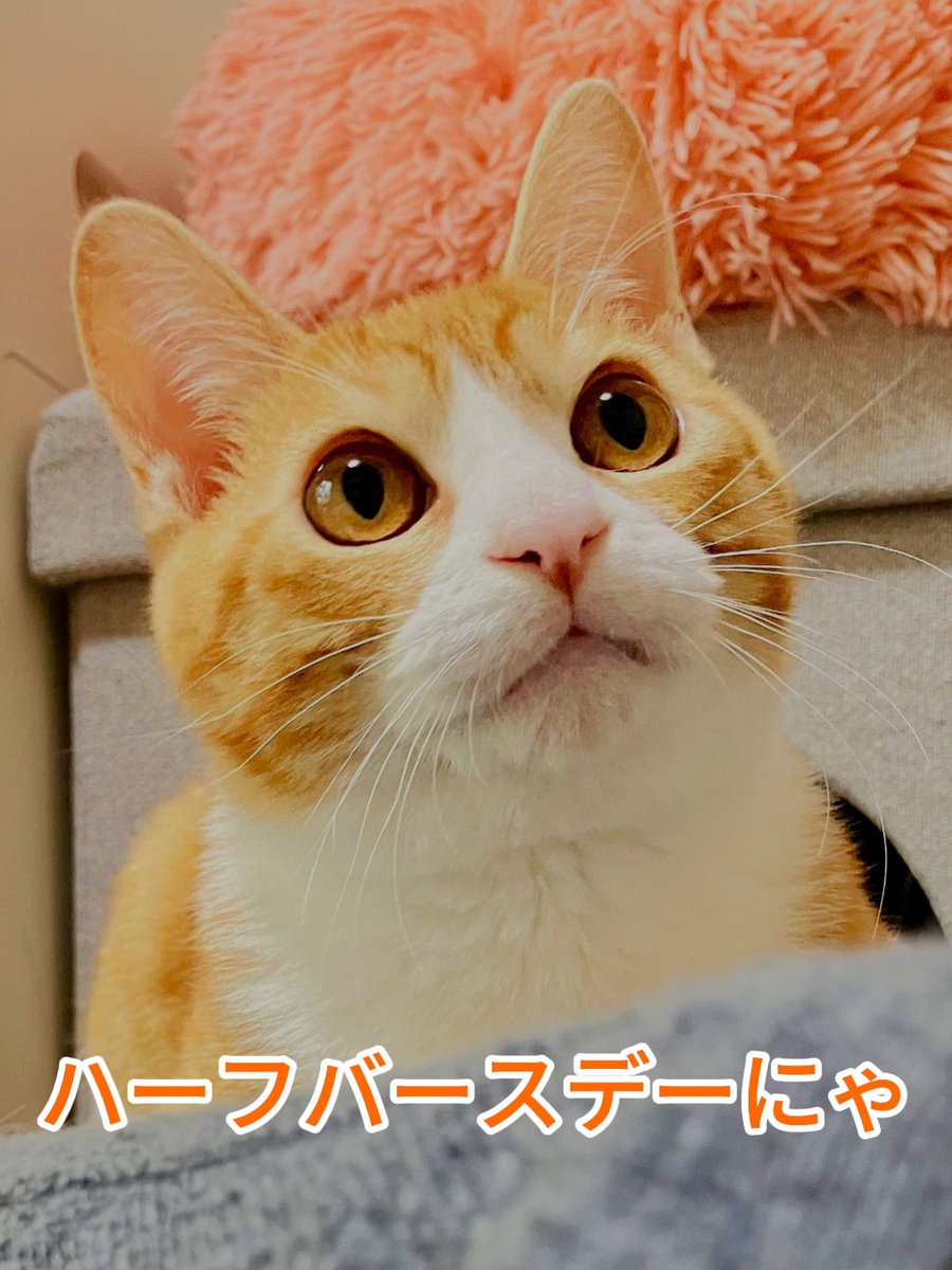 豆猫堂 (@lynx_tip) / Posts / X