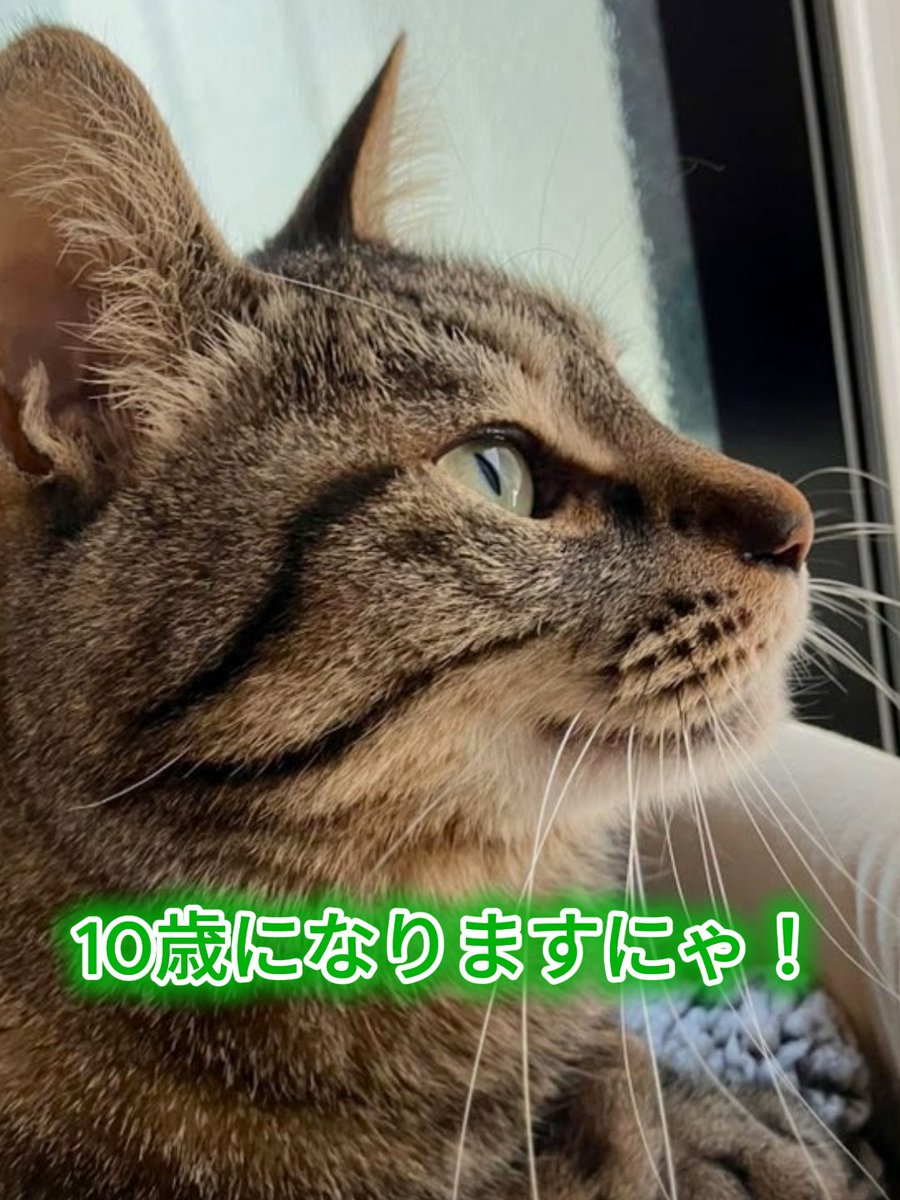 豆猫堂 (@lynx_tip) / Posts / X