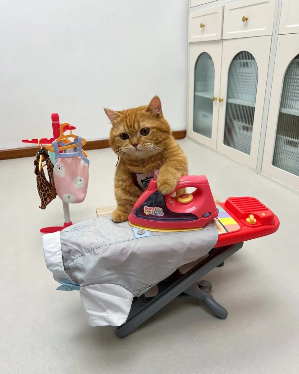 CuteCatsMagic's tweet photo. https://t.co/KAUsVssUwm